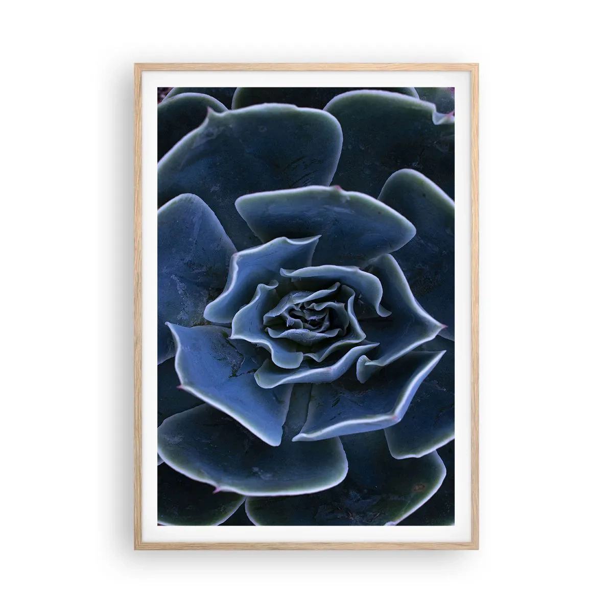 Plakat w ramie jasny dąb - Kwiat pustyni - 70x100 cm