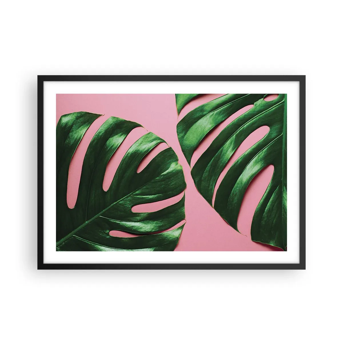 Plakat w czarnej ramie - Zielone liście monstery na różowym tle - 70x50cm - Zielone rendez-vous - Nowoczesna dekoracja ścienna do salonu i sypialni ARTTOR
