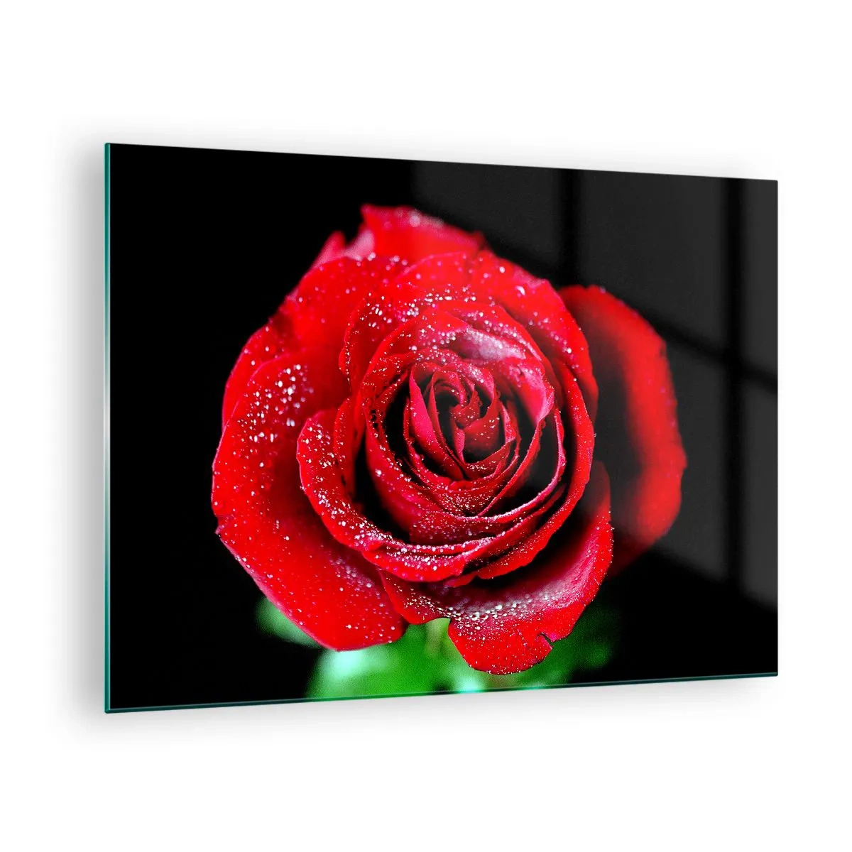Obraz na szkle - Czerwona róża pokryta kroplami rosy na ciemnym tle - 70x50cm - To właśnie miłość - Nowoczesna dekoracja ścienna do salonu i sypialni ARTTOR