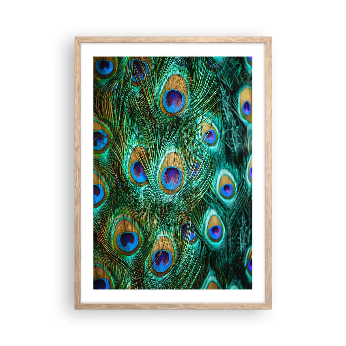 Plakat w ramie jasny dąb - Pawiookie spojrzenie - 50x70 cm