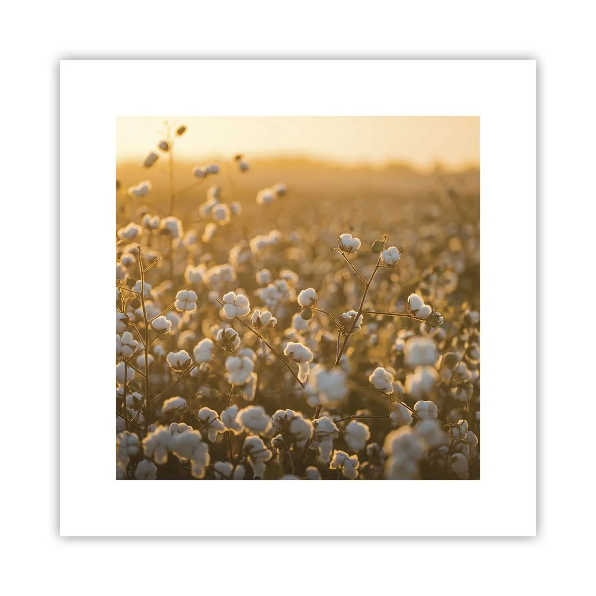 Plakat - Puszyste pole - 30x30 cm