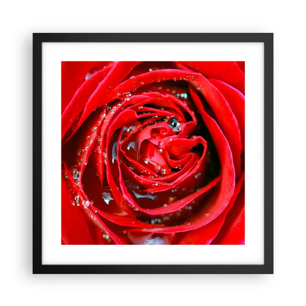 Plakat w czarnej ramie - W kroplach rosy - 40x40 cm