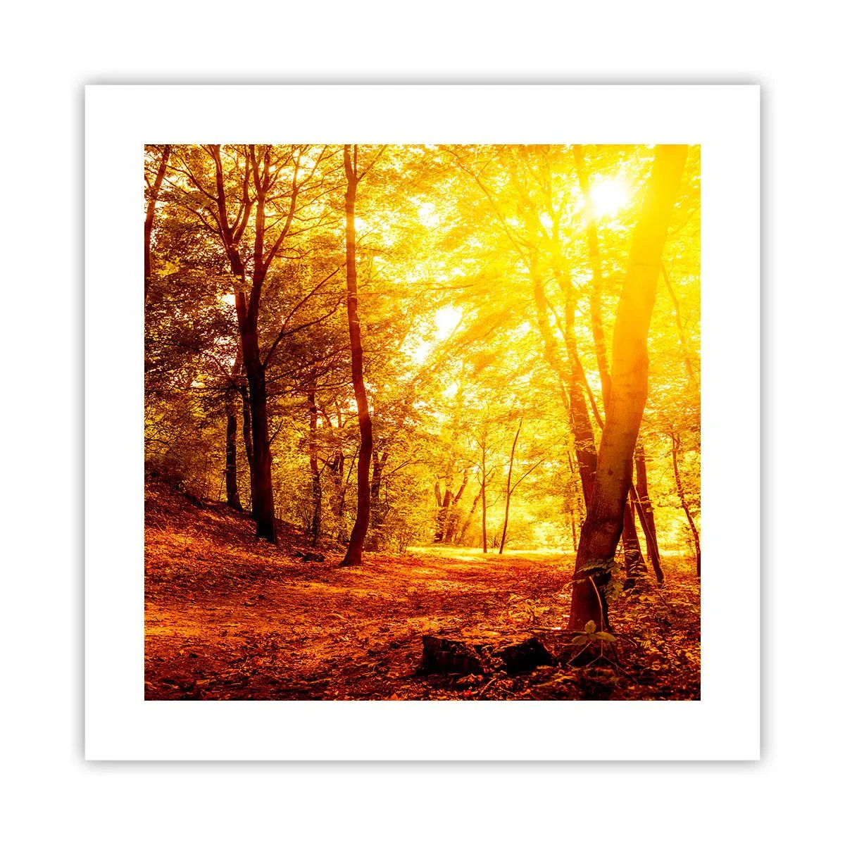 Plakat - Ku złotej polanie - 40x40 cm