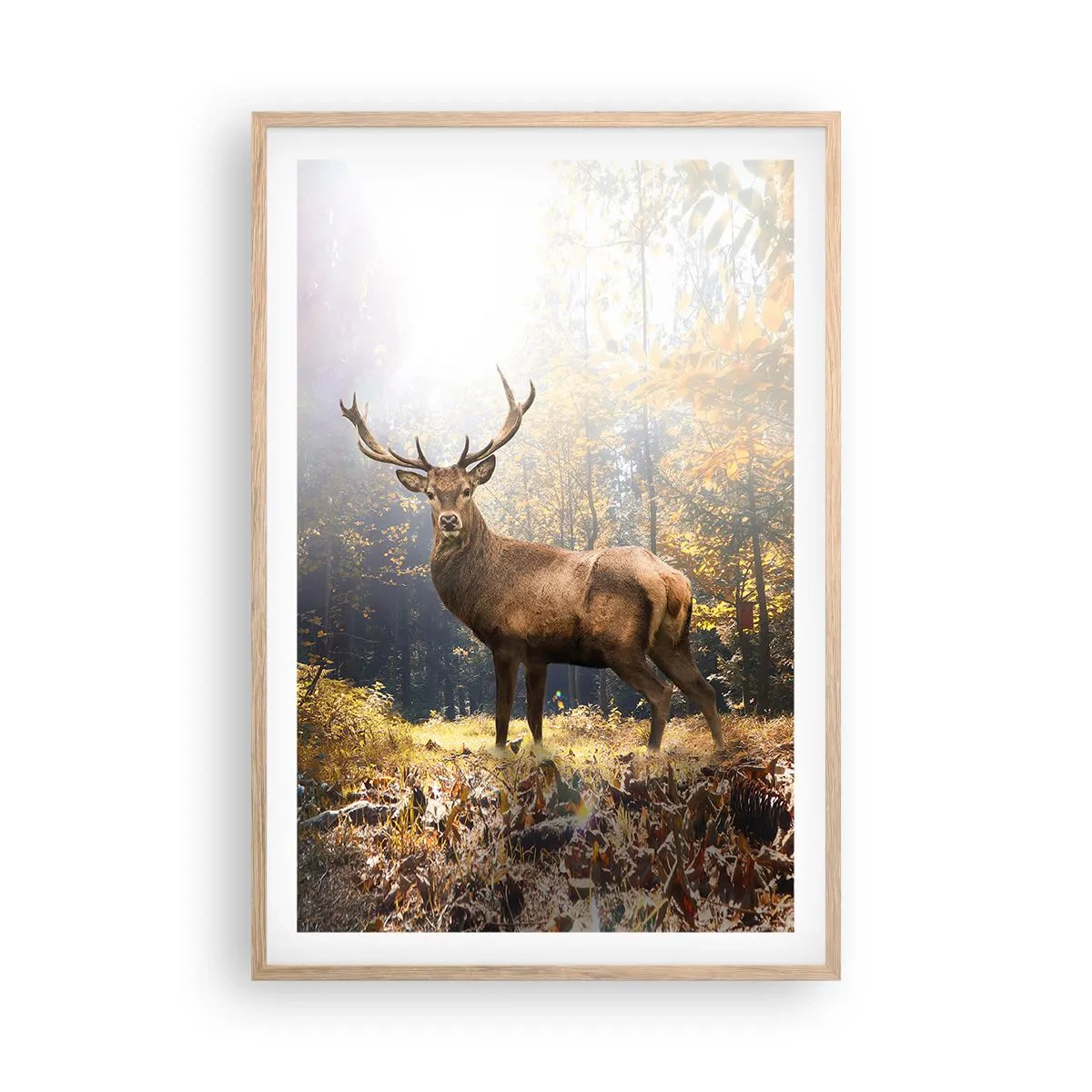 Plakat w ramie jasny dąb - W pełnym majestacie - 61x91 cm