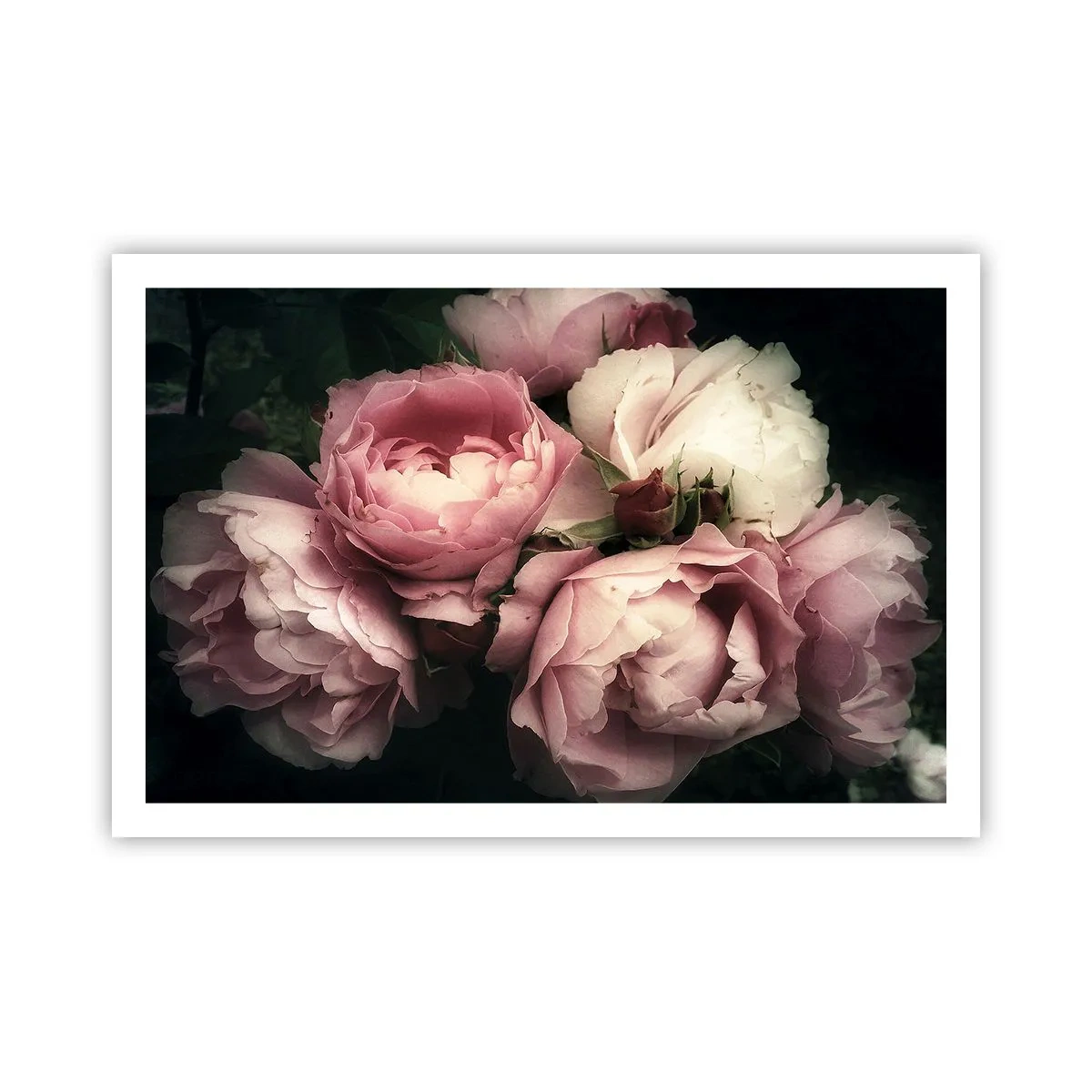 Plakat - Czar belle epoque - 91x61 cm