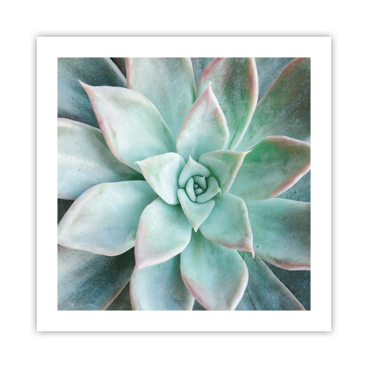 Plakat - Serce pustyni - 50x50 cm