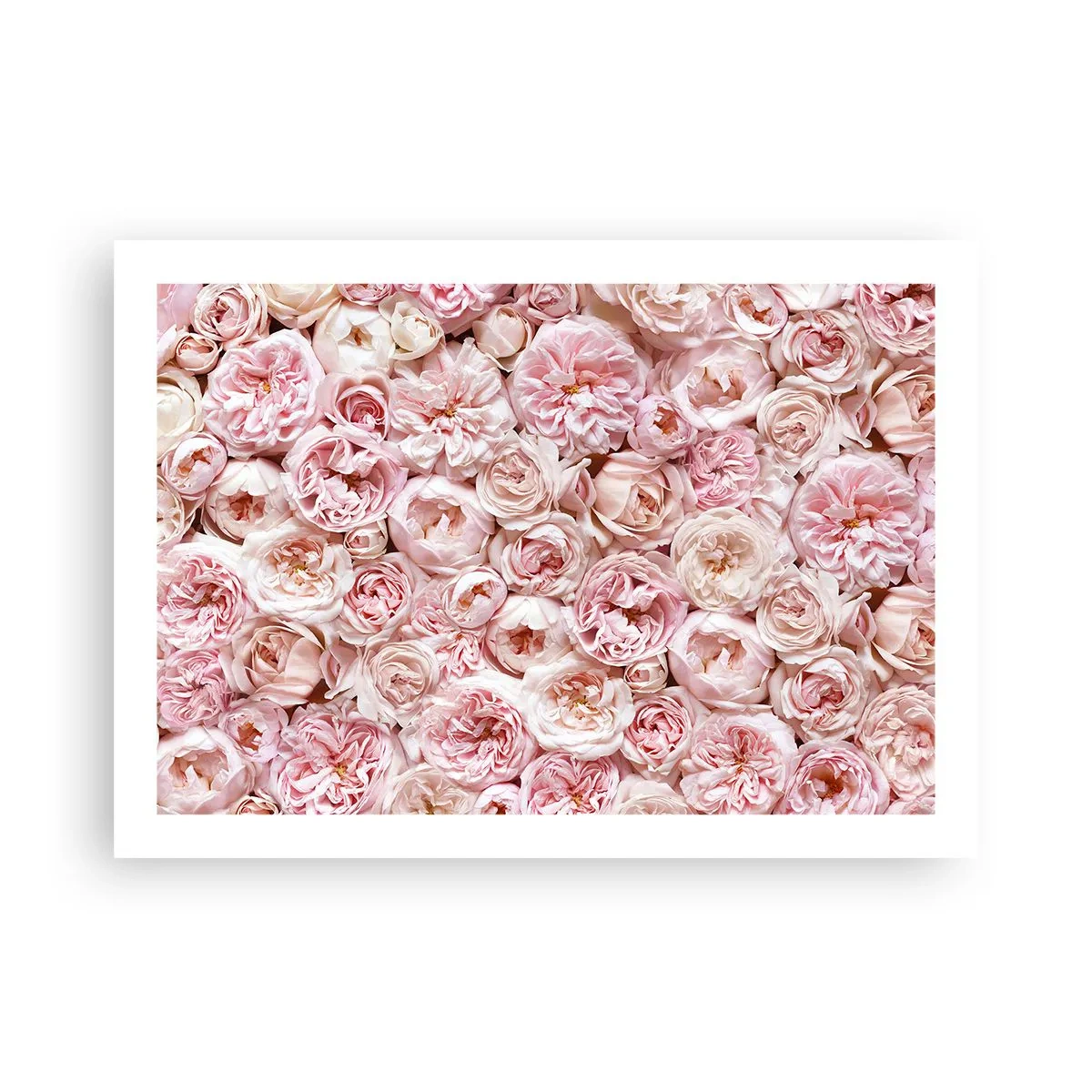 Plakat - Usłane różami - 70x50 cm