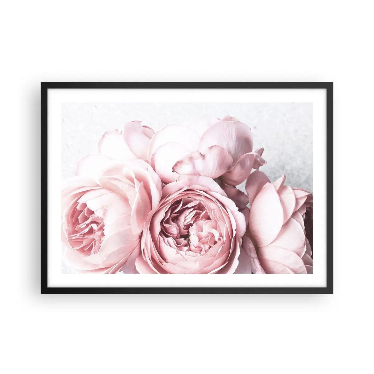 Plakat w czarnej ramie - Różowe piwonie w delikatnym świetle na jasnym tle - 70x50cm - Dla romantyków - Nowoczesna dekoracja ścienna do salonu i sypialni ARTTOR