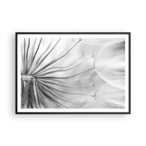 Plakat w czarnej ramie - Delikatne dmuchawce w czarno-białej tonacji - 100x70cm - Dmuchawce, latawce - Nowoczesna dekoracja ścienna do salonu i sypialni ARTTOR