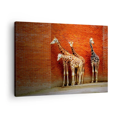 Obraz na płótnie - Cztery żyrafy na tle ceglanej ściany w artystycznej scenerii - 70x50cm - Widzicie jakąś akację? - Nowoczesna dekoracja ścienna do salonu i sypialni ARTTOR