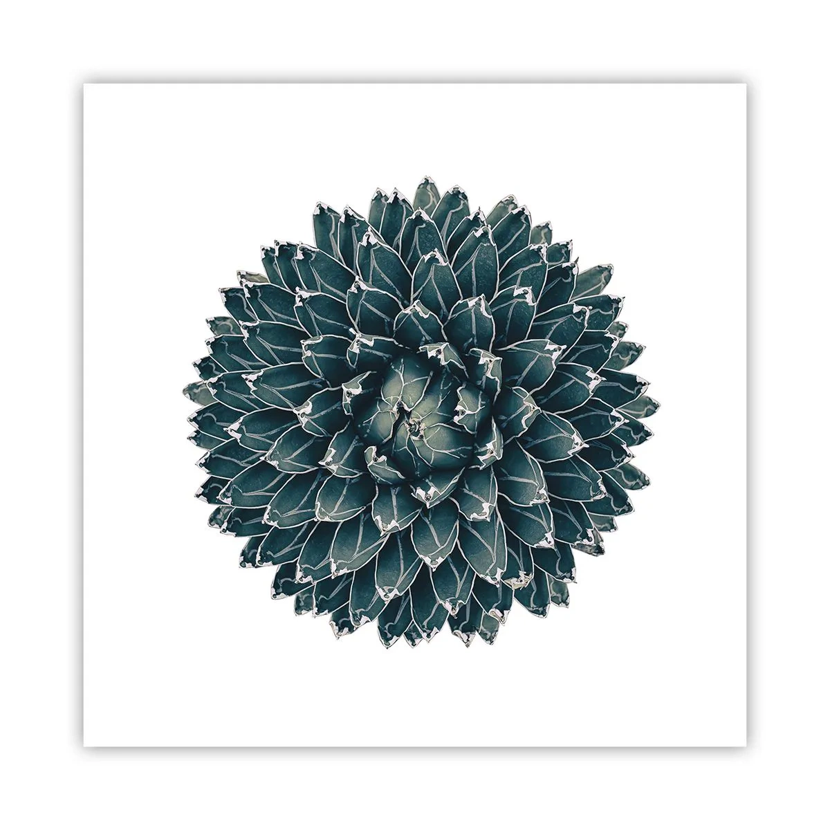 Plakat - Gwiazda pustyni - 60x60 cm