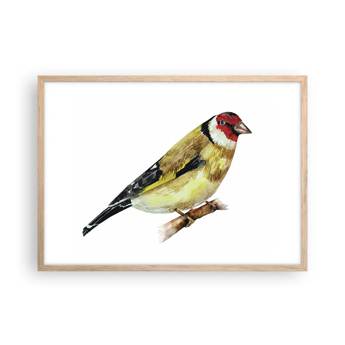 Plakat w ramie jasny dąb - Ptasi portret - 70x50 cm