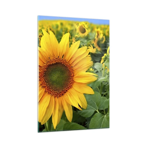 Obraz na szkle - Pole słoneczników z żółtymi kwiatami na tle zielonych liści - 80x120cm - Rozgorzały setki słońc - Nowoczesna dekoracja ścienna do salonu i sypialni ARTTOR
