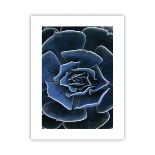 Plakat - Kwiat pustyni - 30x40 cm