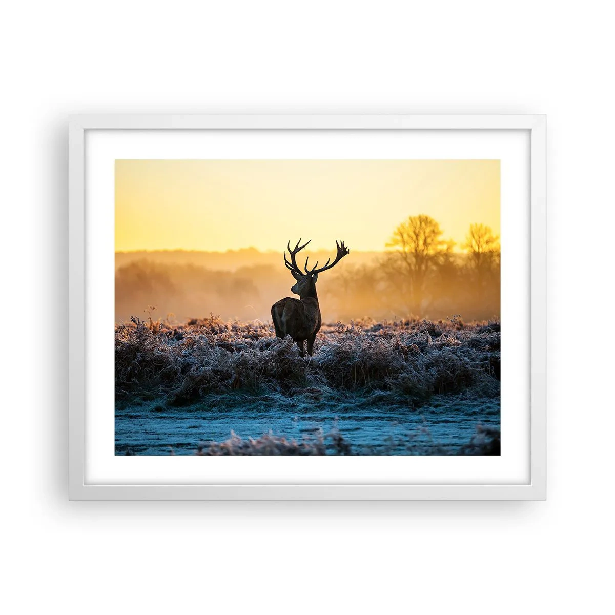 Plakat w białej ramie - Koronowany na swoich włościach - 50x40 cm