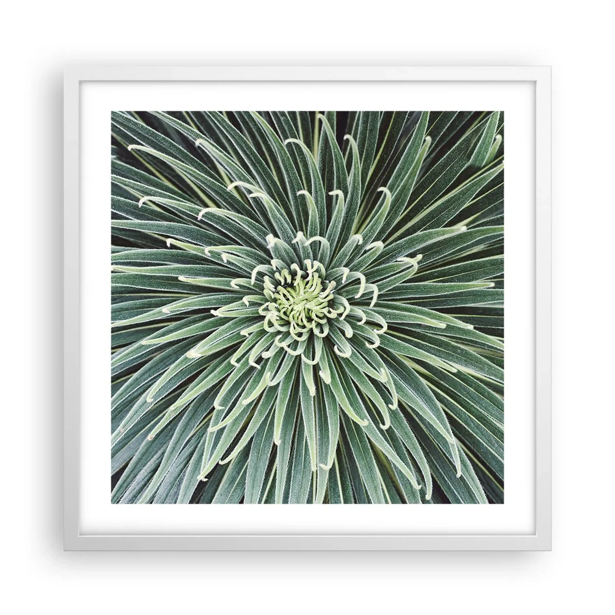 Plakat w białej ramie - Narodziny gwiazdy - 50x50 cm