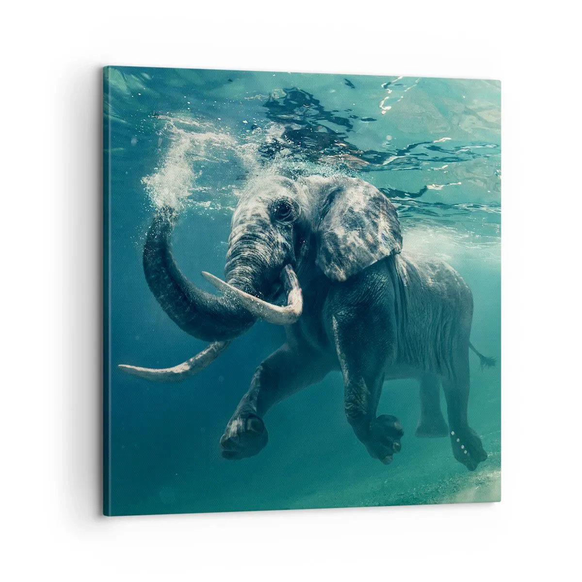 Obraz na płótnie - Wszyscy lubią pływać - 60x60 cm