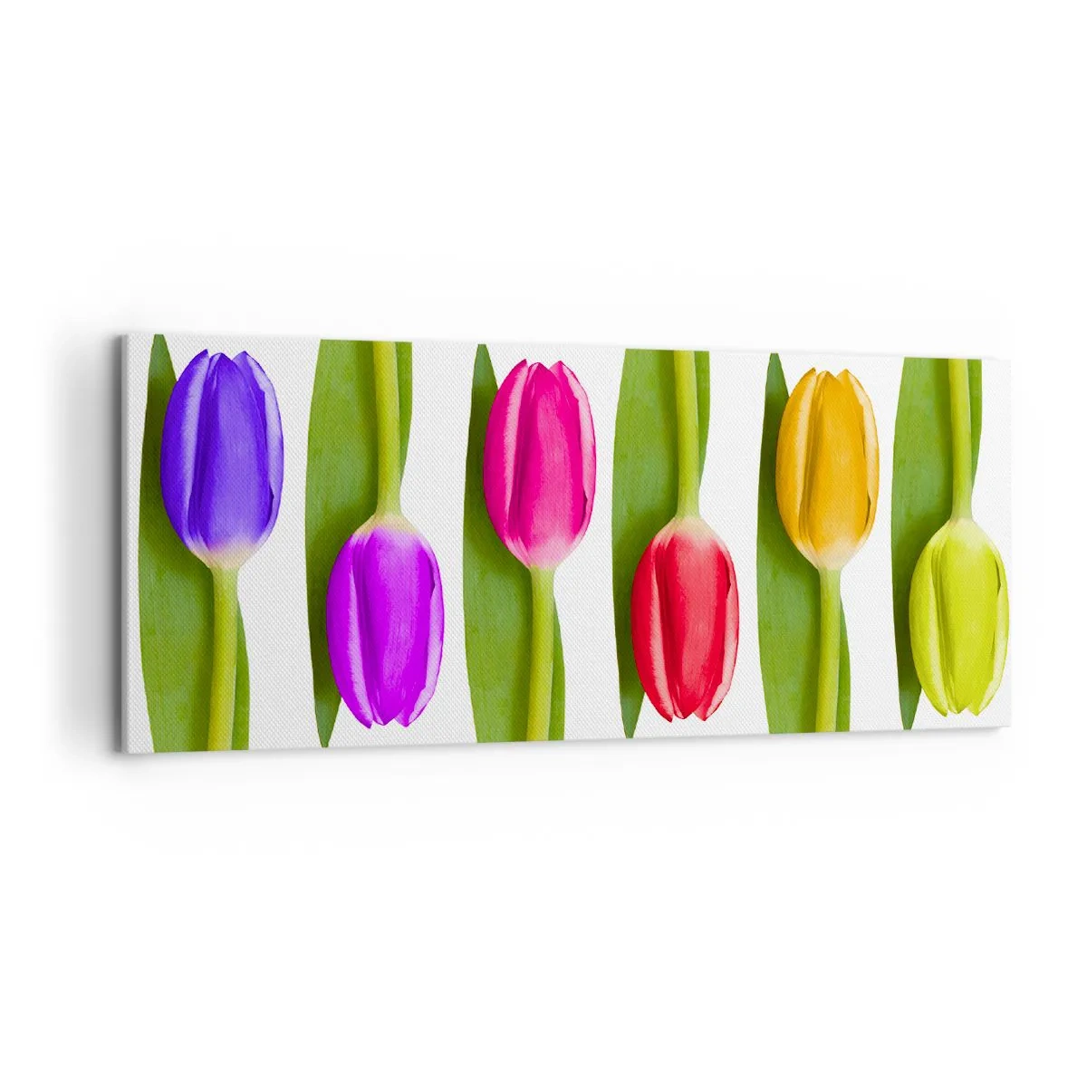 Obraz na płótnie - Różnokolorowe tulipany ułożone w rzędzie na białym tle - 120x50cm - Tęczowa kompozycja - Nowoczesna dekoracja ścienna do salonu i sypialni ARTTOR