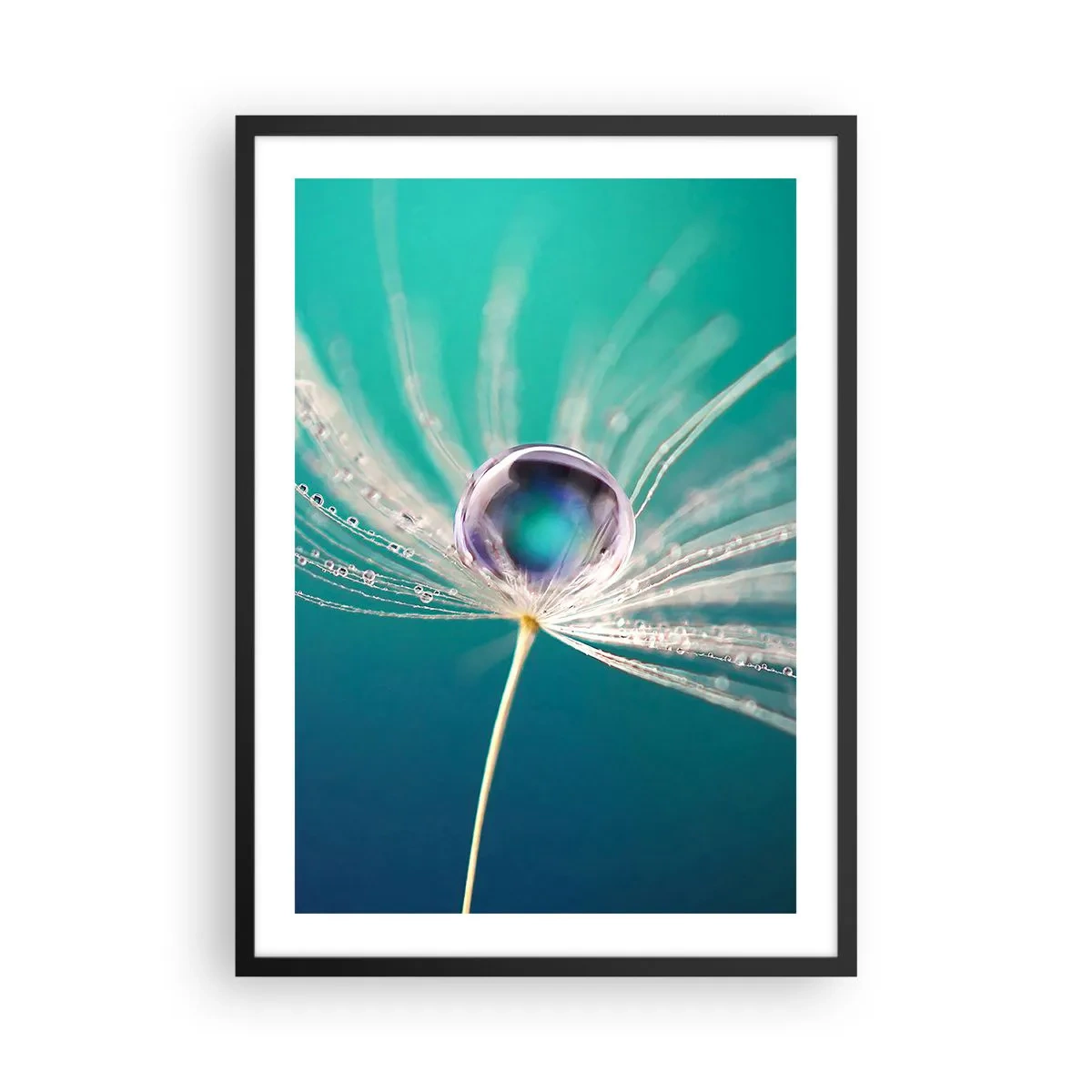 Plakat w czarnej ramie - Makrofotografia kropli wody na dmuchawcu - 50x70cm - Mistyczna chwila - Nowoczesna dekoracja ścienna do salonu i sypialni ARTTOR