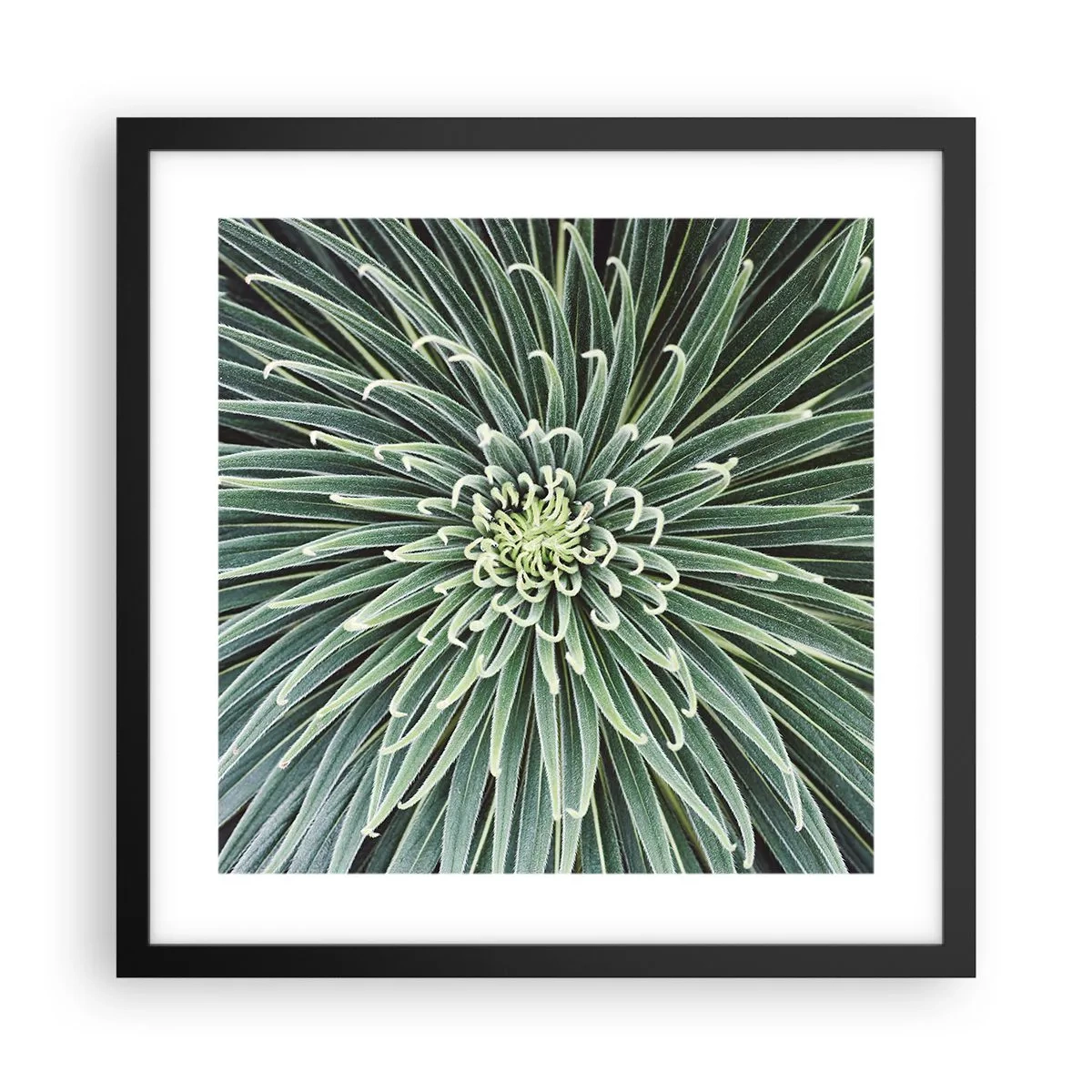 Plakat w czarnej ramie - Narodziny gwiazdy - 40x40 cm