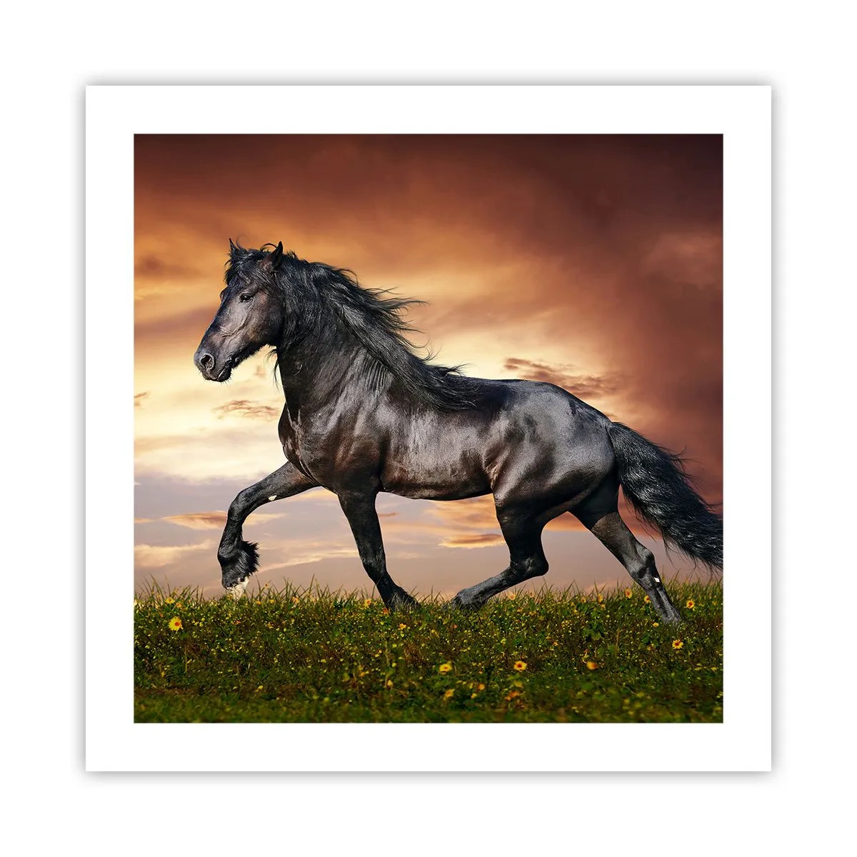 Plakat - Czarny książę - 50x50 cm
