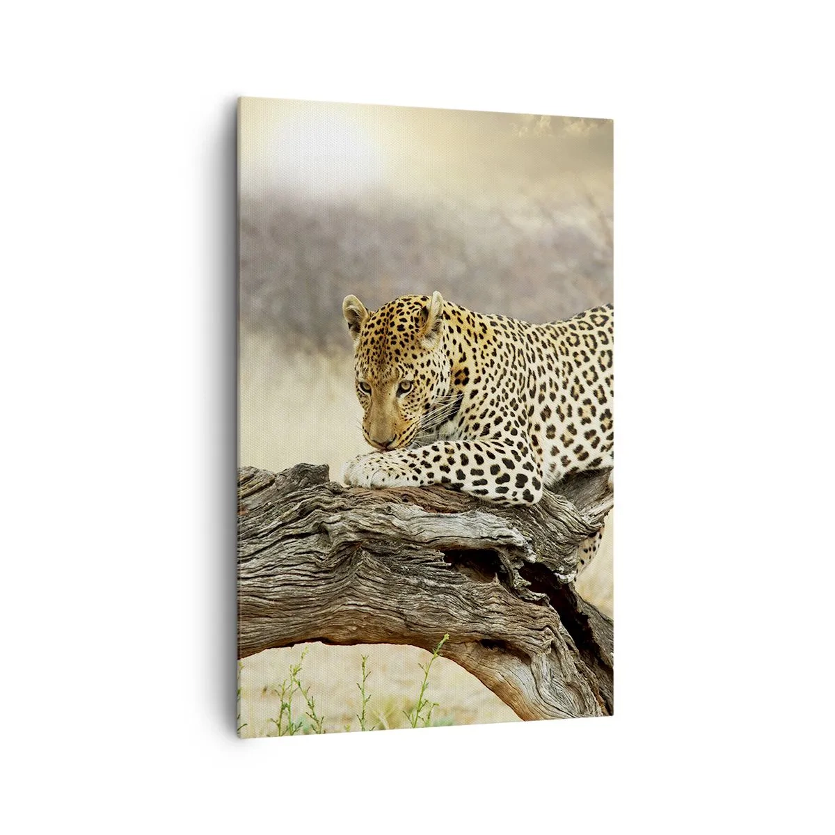 Obraz na płótnie - Leopard odpoczywający na pniu wśród sawanny - 80x120cm - Chadzam własnymi drogami - Nowoczesna dekoracja ścienna do salonu i sypialni ARTTOR