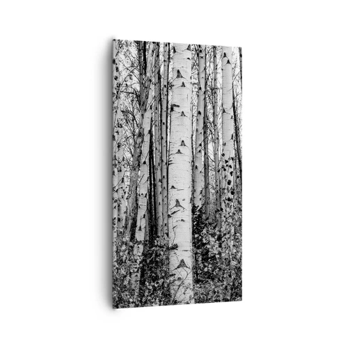 Obraz na płótnie - Brzozowa kolumnada - 65x120 cm