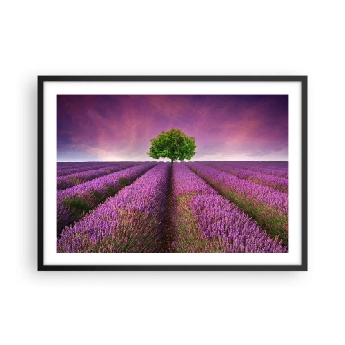 Plakat w czarnej ramie - Pole lawendy z samotnym drzewem i fioletowym niebem - 70x50cm - Na lawendowych polach - Nowoczesna dekoracja ścienna do salonu i sypialni ARTTOR