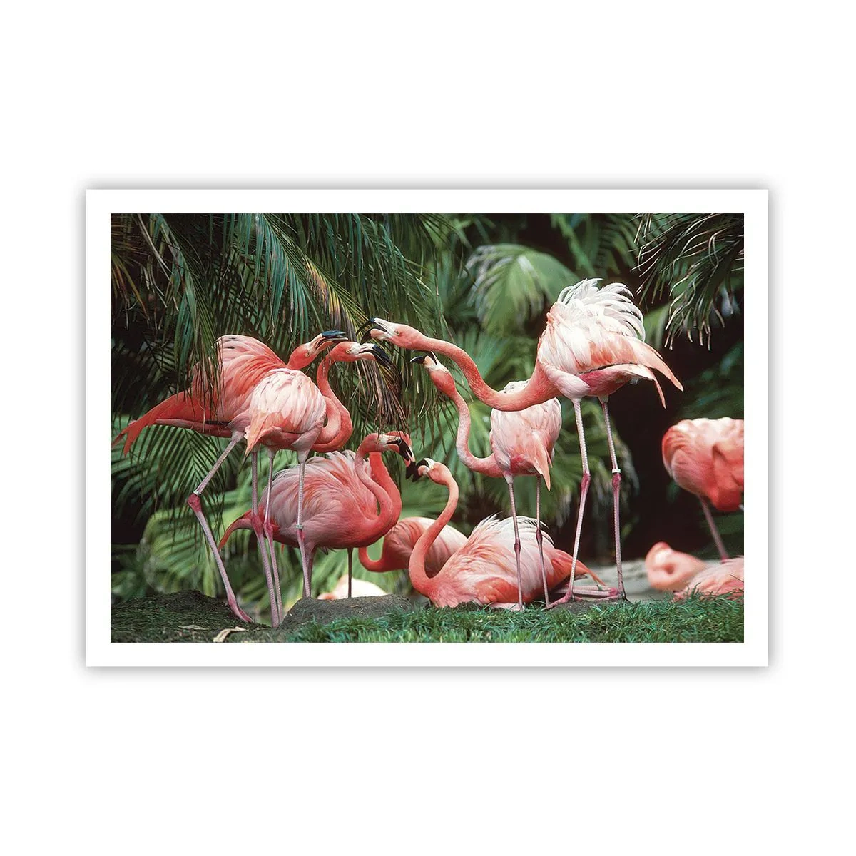 Plakat - Grupa flamingów w tropikalnym otoczeniu palm - 100x70cm - Popołudniowe ploteczki - Nowoczesna dekoracja ścienna do salonu i sypialni ARTTOR