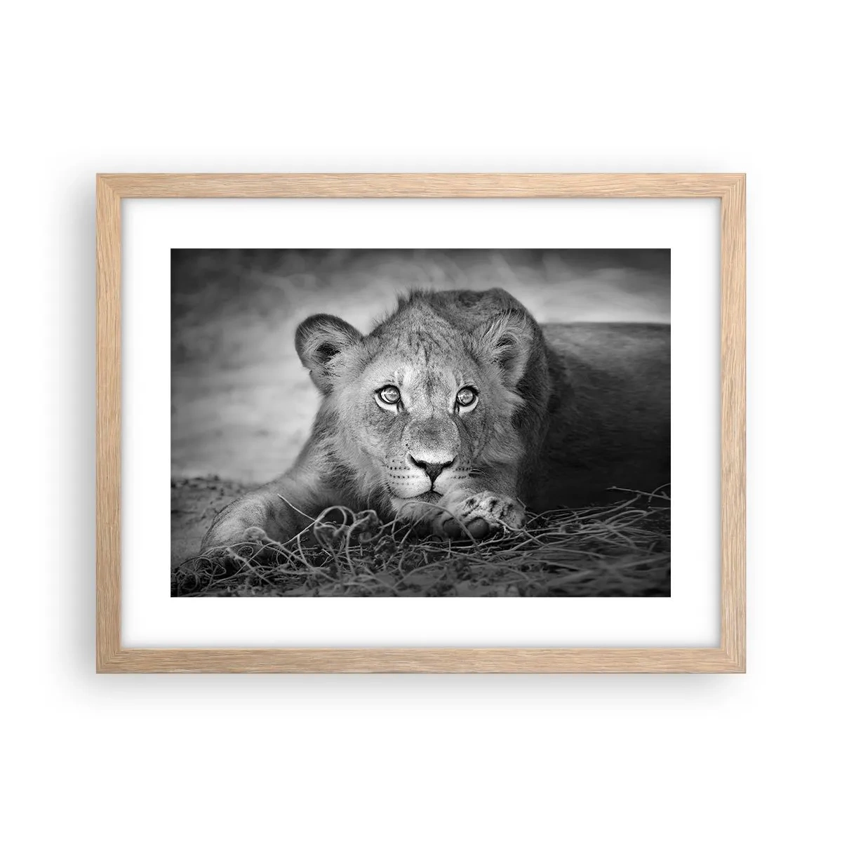 Plakat w ramie jasny dąb - Królewskie szczenię - 40x30 cm