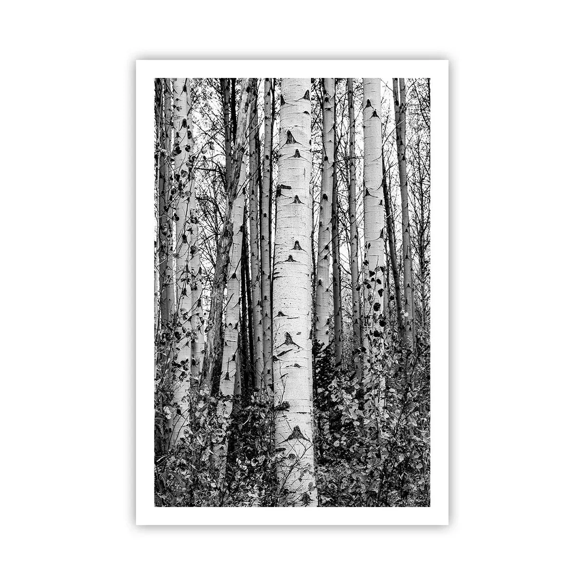 Plakat - Brzozowa kolumnada - 61x91 cm