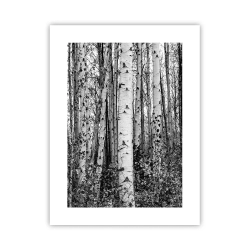 Plakat - Brzozowa kolumnada - 30x40 cm
