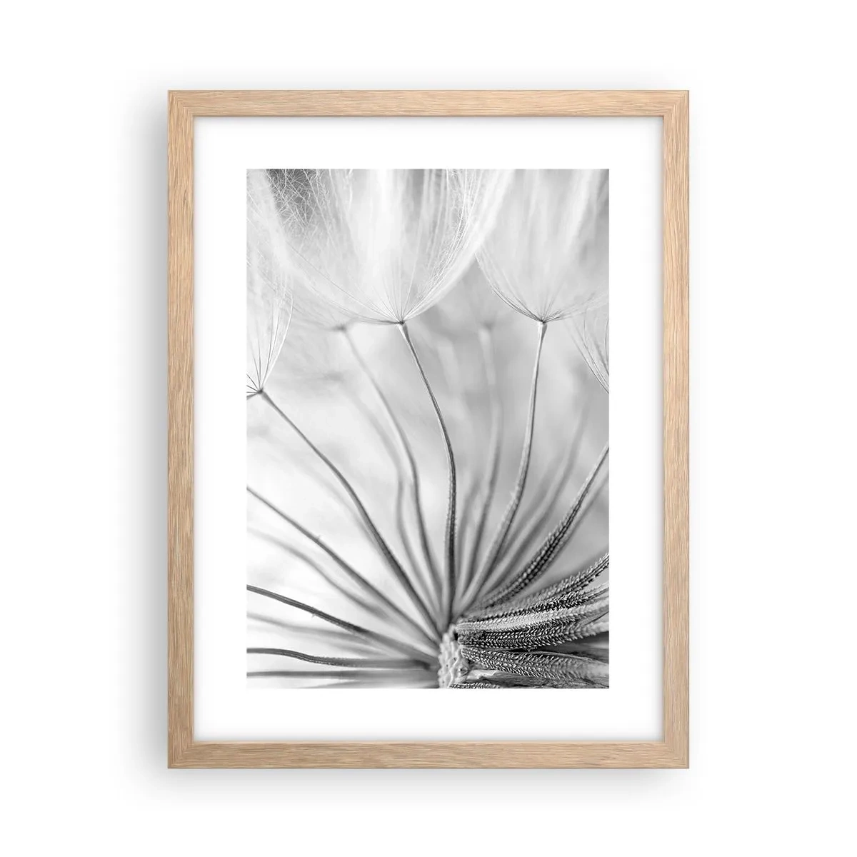 Plakat w ramie jasny dąb - Dmuchawce, latawce - 30x40 cm