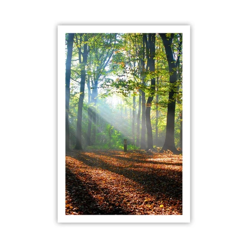 Plakat - Blaski i cienie - 61x91 cm