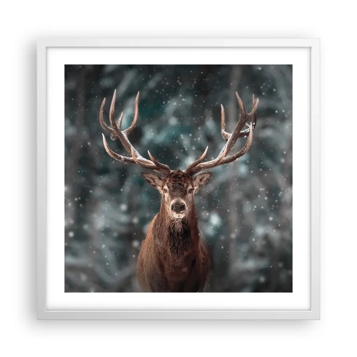Plakat w białej ramie - Król lasu ukoronowany - 50x50 cm