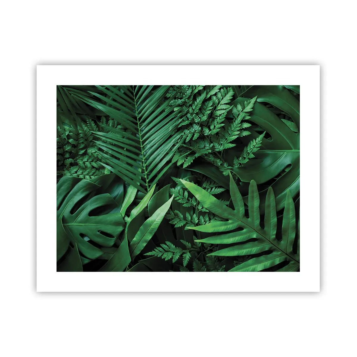 Plakat - Utulone w zieleni - 50x40 cm