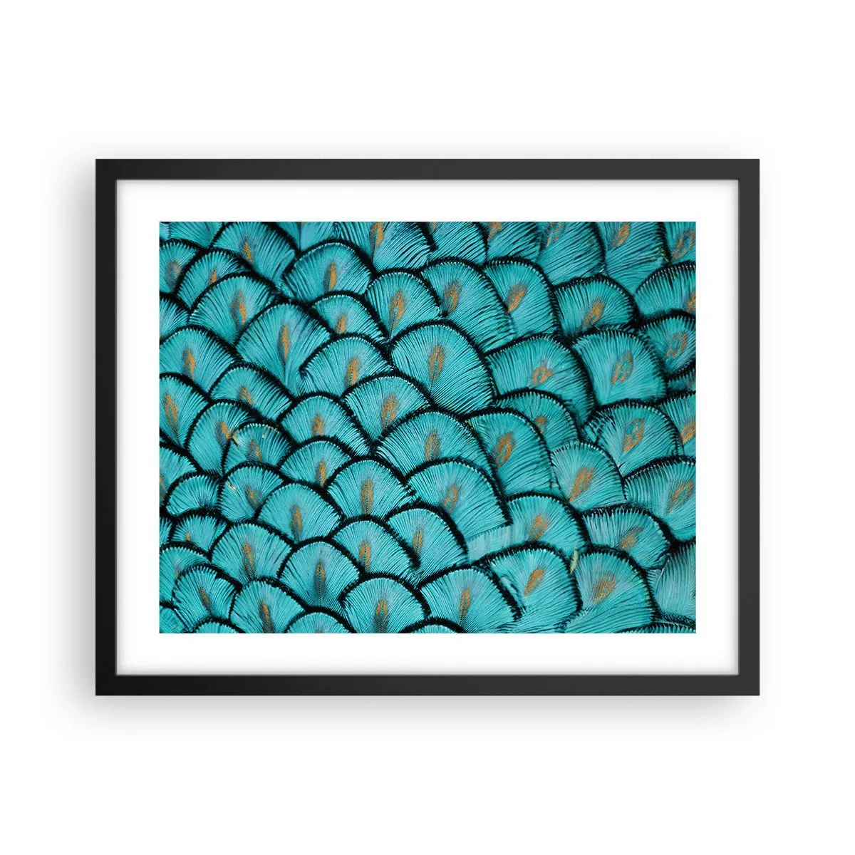 Plakat w czarnej ramie - Wielka gala piór - 50x40 cm