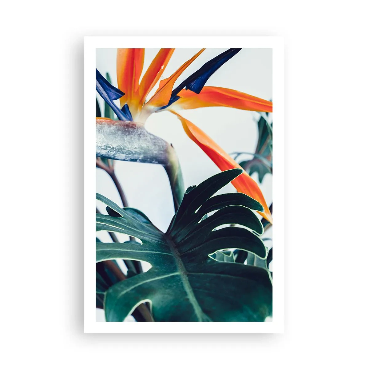 Plakat - Ptakokrzak - 61x91 cm