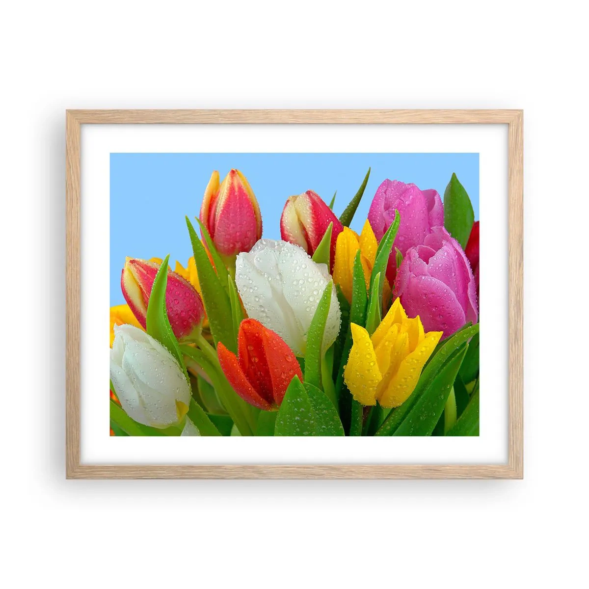 Plakat w ramie jasny dąb - Kwiatowa tęcza w kroplach rosy - 50x40 cm