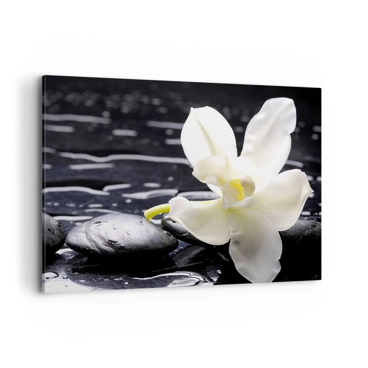 Obraz na płótnie - Biała orchidea na tle czarnych kamieni i wody - 100x70cm - Studium w czerni i bieli - Nowoczesna dekoracja ścienna do salonu, kuchni i sypialni ARTTOR