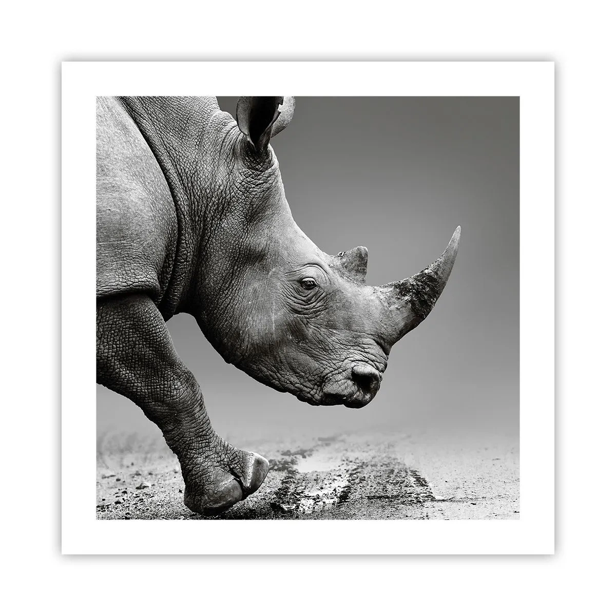 Plakat - Niepowstrzymana siła - 50x50 cm
