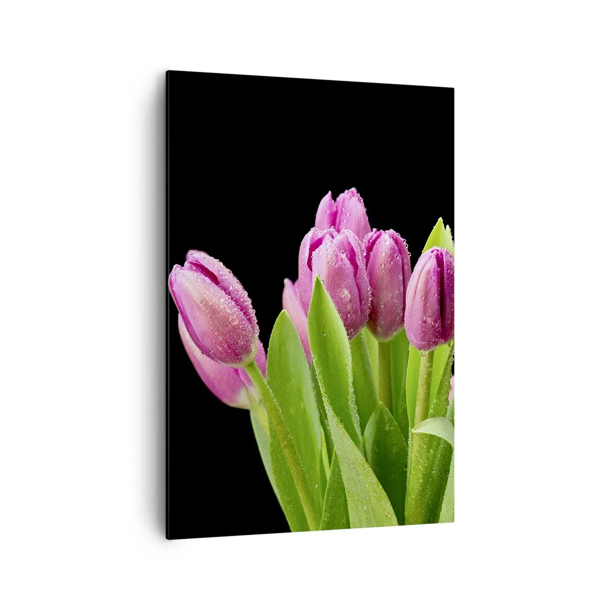 Obraz na płótnie - Różowe tulipany z kroplami rosy na czarnym tle - 70x100cm - Liliowa radość wiosny - Nowoczesna dekoracja ścienna do salonu i sypialni ARTTOR