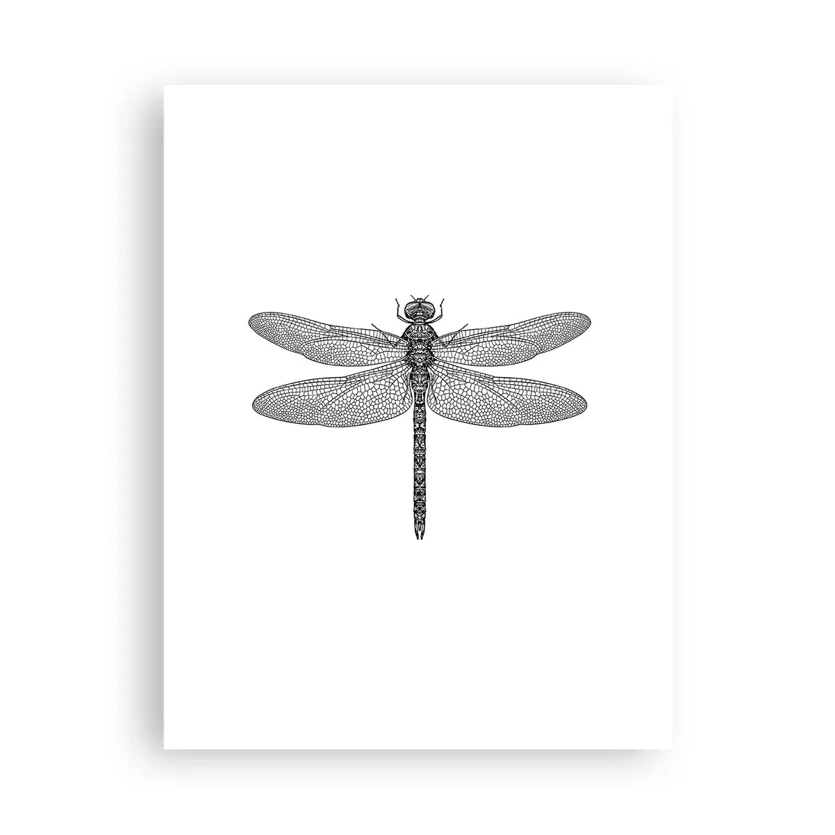 Plakat - Precyzja natury - 30x40 cm