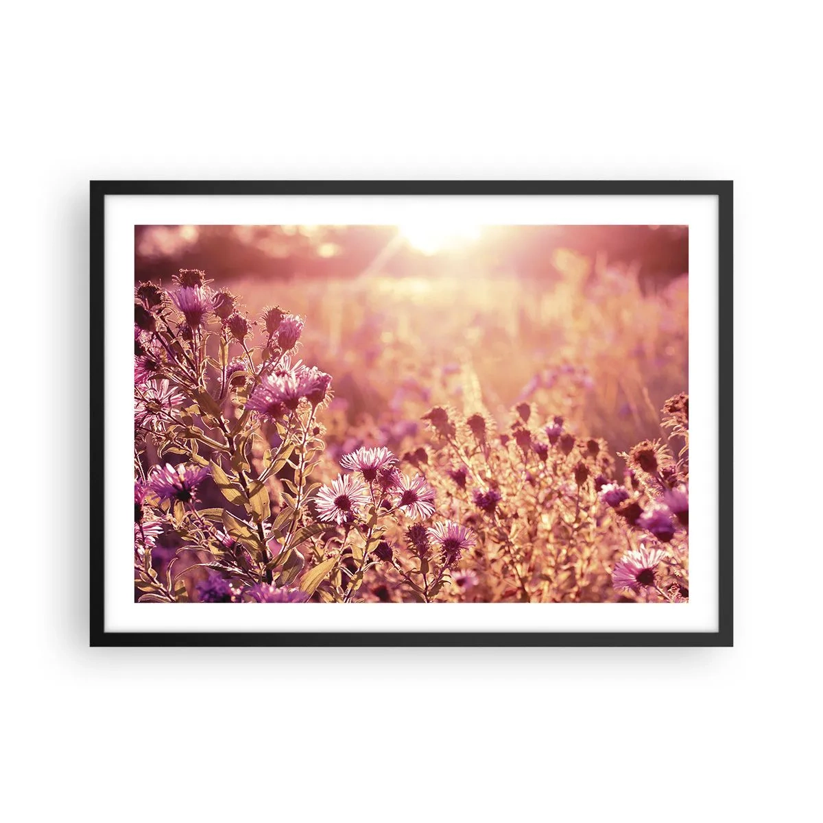 Plakat w czarnej ramie - Łąka w świetle zachodzącego słońca - 70x50cm - Przed odejściem lata - Nowoczesna dekoracja ścienna do salonu i sypialni ARTTOR