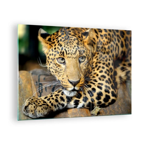 Obraz na szkle - Leopard odpoczywający na drewnianej powierzchni - 70x50cm - Nie bój się, podejdź - Nowoczesna dekoracja ścienna do salonu i sypialni ARTTOR