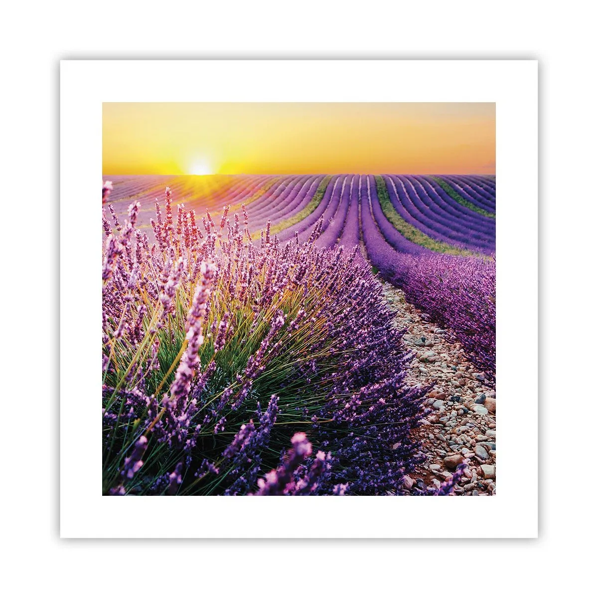 Plakat - Pachnący łan - 40x40 cm