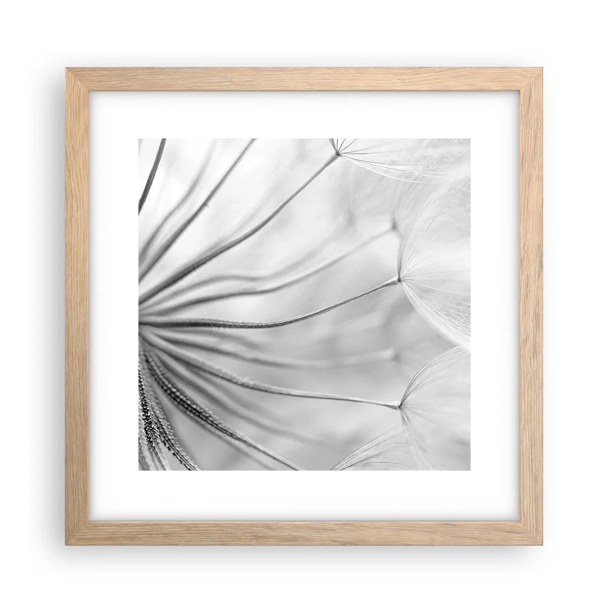 Plakat w ramie jasny dąb - Dmuchawce, latawce - 30x30 cm