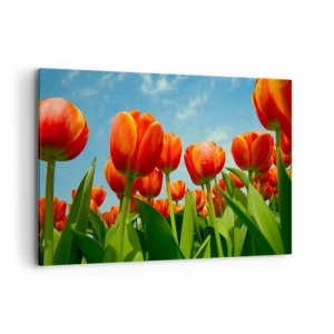 Obraz na płótnie - Pole czerwono-pomarańczowych tulipanów na tle błękitnego nieba - 120x80cm - Oprócz błękitnego nieba nic im w życiu nie potrzeba - Nowoczesna dekoracja ścienna do salonu, kuchni i sypialni ARTTOR