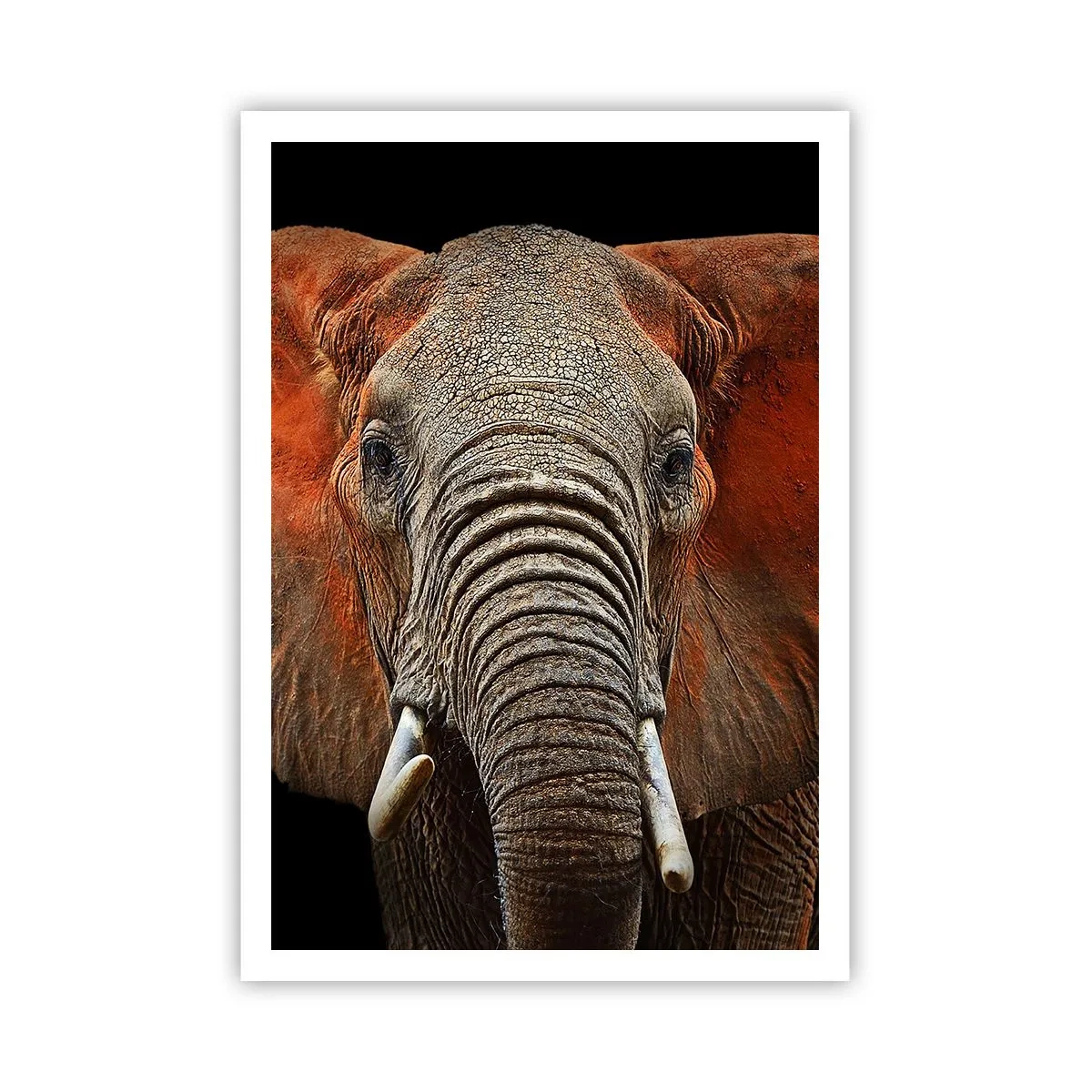 Plakat - Jestem dziki, a ty? - 70x100 cm