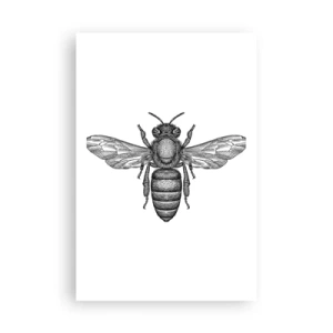 Plakat - Owadzi portret - 61x91 cm